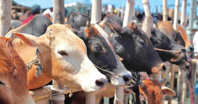 গাইবান্ধায় চাহিদার চেয়ে ৫৫ হাজারের বেশি কোরবানির পশু উদ্বৃত্ত্ব গাইবান্ধায় চাহিদার চেয়ে ৫৫ হাজারের বেশি কোরবানির পশু উদ্বৃত্ত্ব